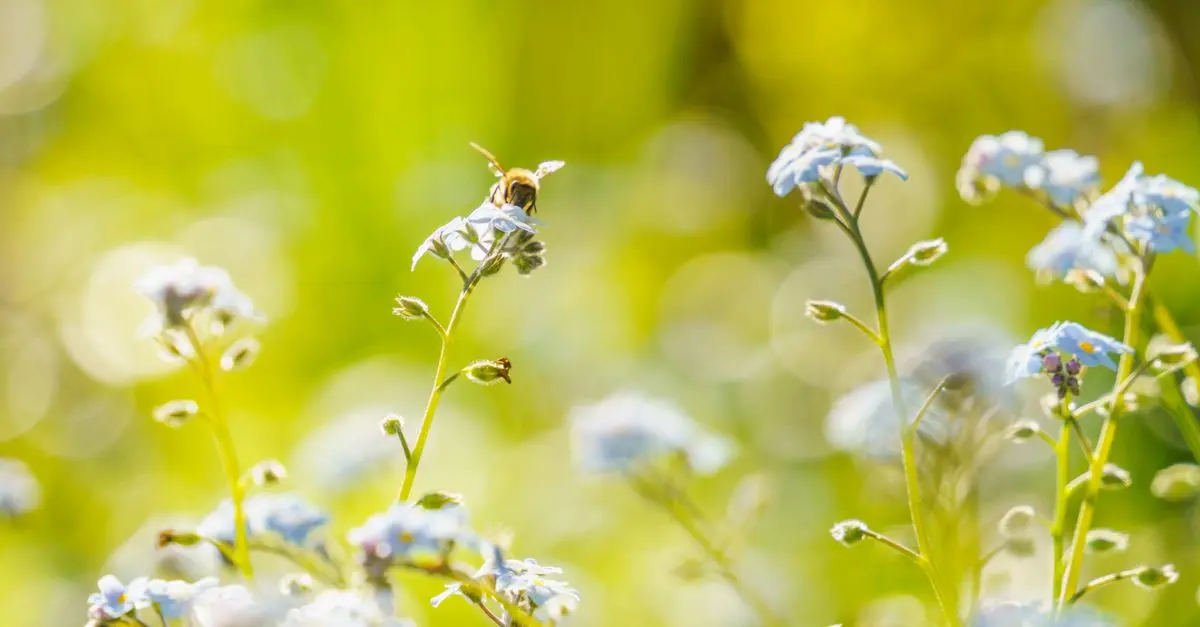 Les Meilleures Plantes pour un Jardin Écologique et Durable