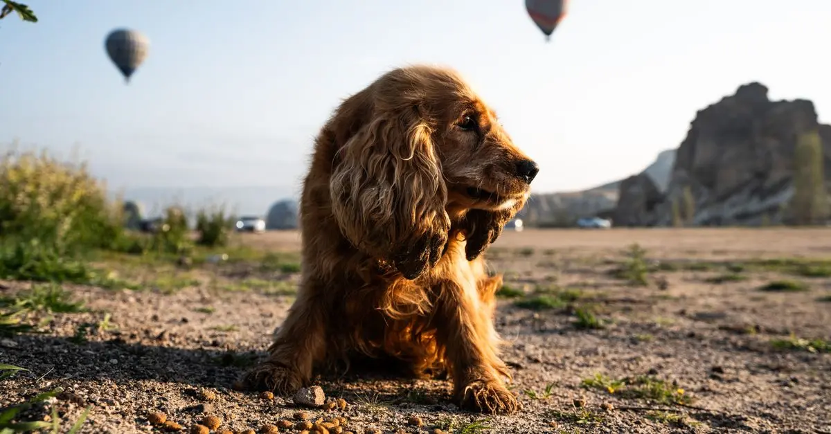 Traveling Abroad with Pets: What You Need to Know