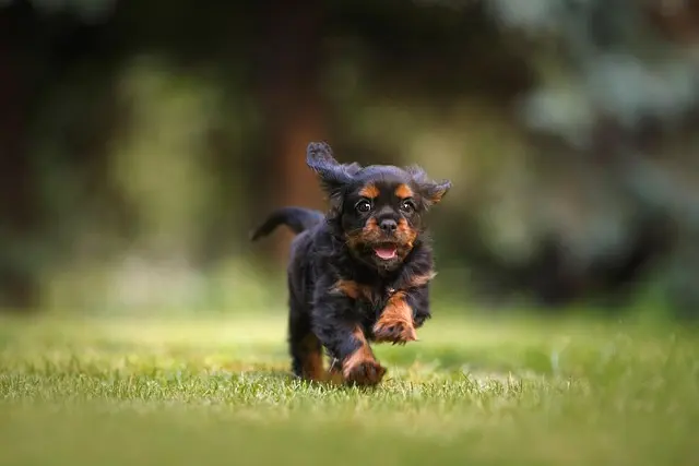 10 Essential Tips for Designing a Pet-Friendly Outdoor Space