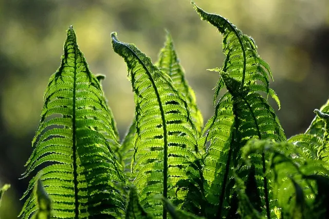 10 Astuces Incontournables pour Protéger vos Plantes en Été