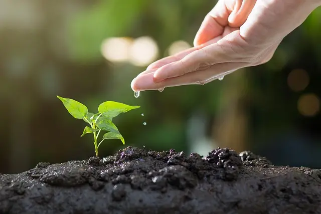 Les tendances du jardinage urbain en 2026 à suivre
