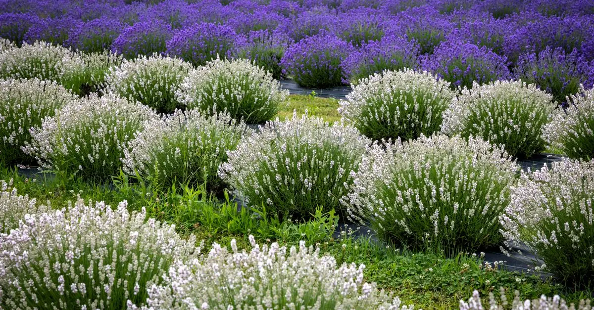 Come Creare un Giardino Aromatico: Tecniche e Idee Utili
