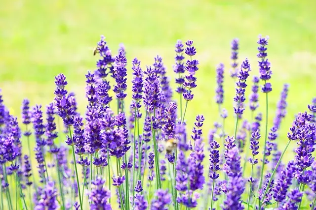 Comment créer un jardin de plantes médicinales facilement