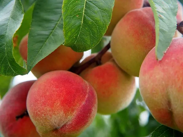 Légumes bio à privilégier : Guide d'achat complet