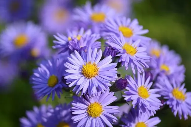 10 Plantes Indispensables Pour Éveiller Votre Jardin