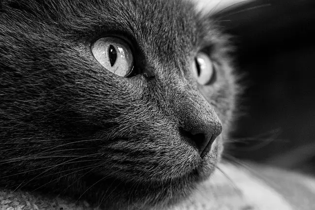 Bien comprendre les comportements énigmatiques des animaux âgés