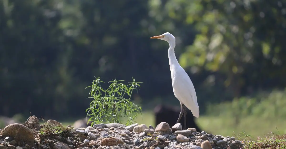 Les pays à visiter pour découvrir la biodiversité unique