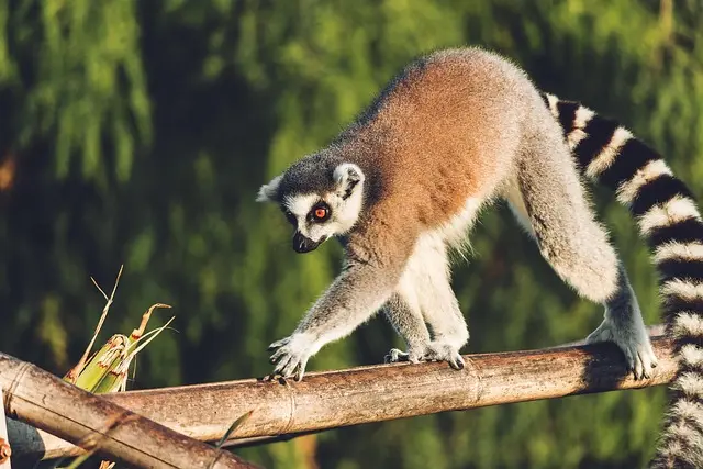 10 astuce pour un séjour inoubliable à Madagascar