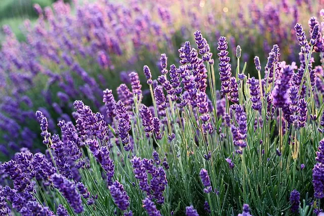 Come Creare un Giardino Aromatico Resistente alle Malattie