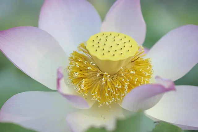Cómo crear un jardín de flores vivas y coloridas