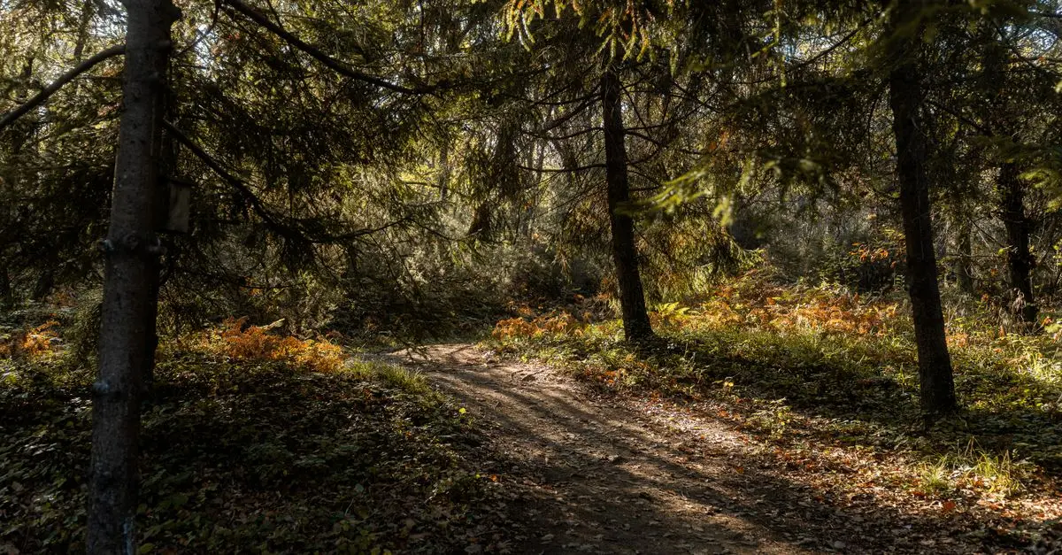 Activités Phare pour Se Connecter à la Nature