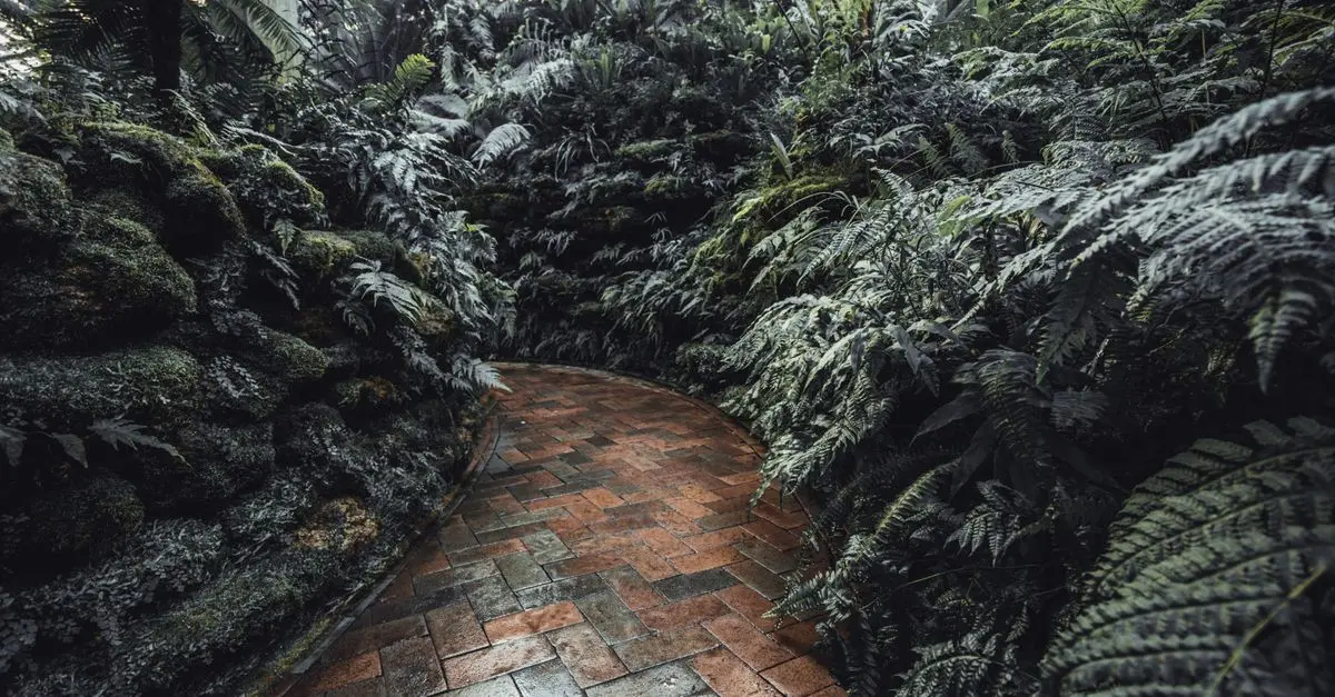 Todo sobre las plantas de sombra: Cuidados y variedades