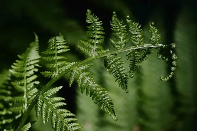 Come Coltivare Piante da Ombra nel Tuo Giardino