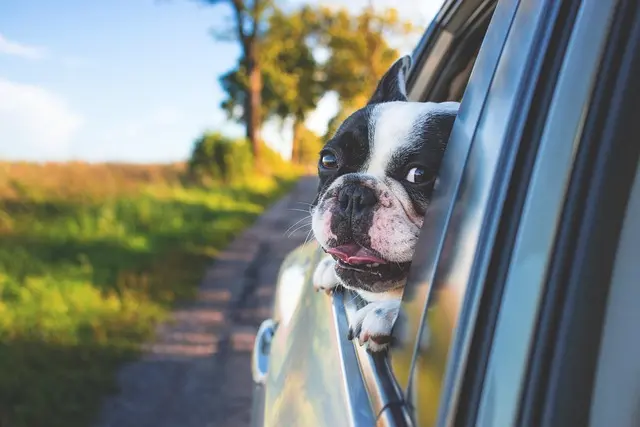 10 Essential Tips for Pet Travel: A Comprehensive Guide
