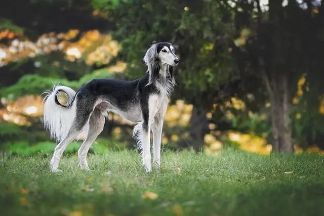 10 Creative DIY Projects to Bond with Your Pet