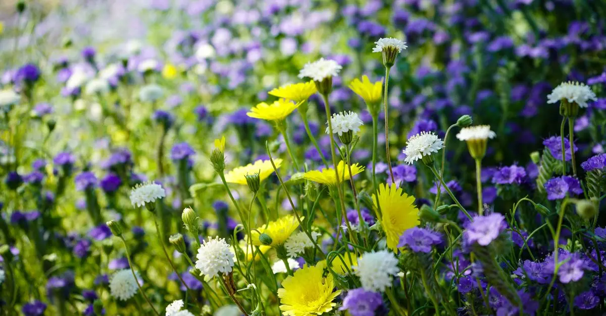 Cómo cultivar un jardín de flores silvestres: guía práctica