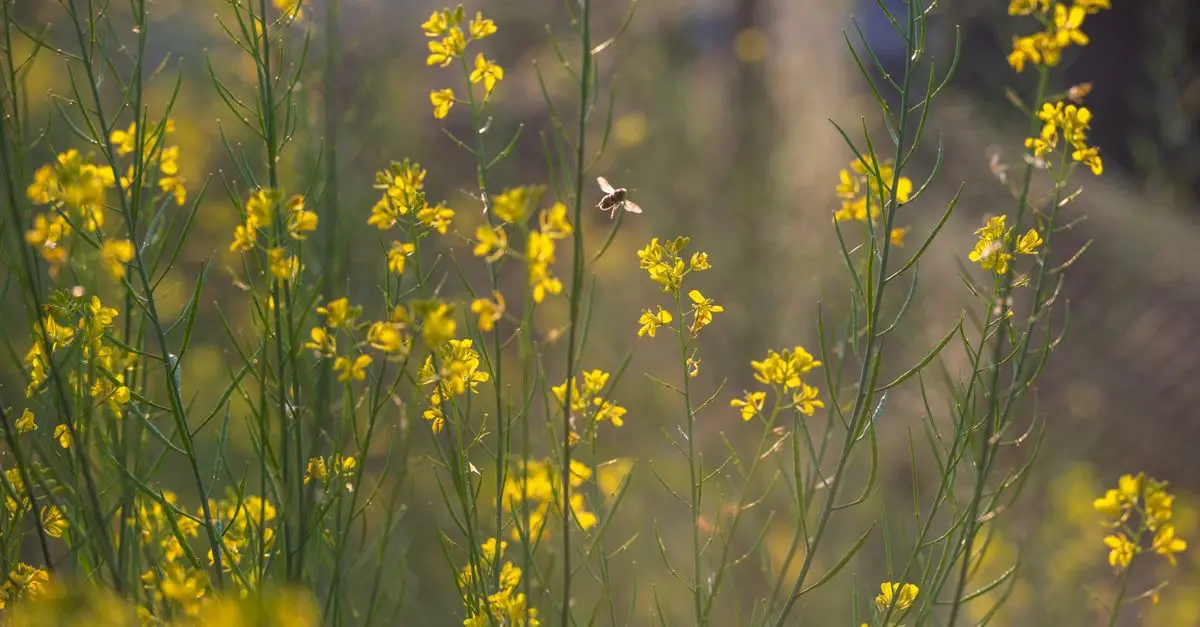 10 Astuces pour Créer un Jardin Écologique et Durable