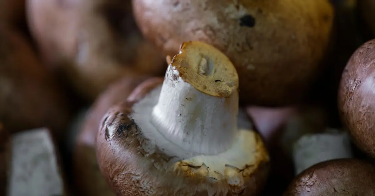 Le meilleur matériel de récolte de champignons