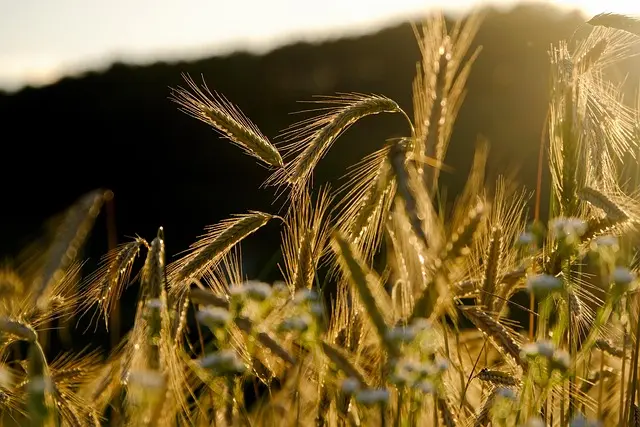 Les meilleures pratiques pour optimiser l'utilisation de vos fournitures agricoles