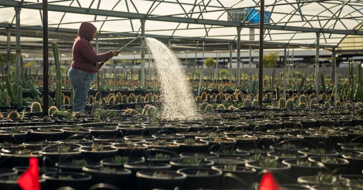 Comparer les systèmes d'irrigation pour cultures en pots
