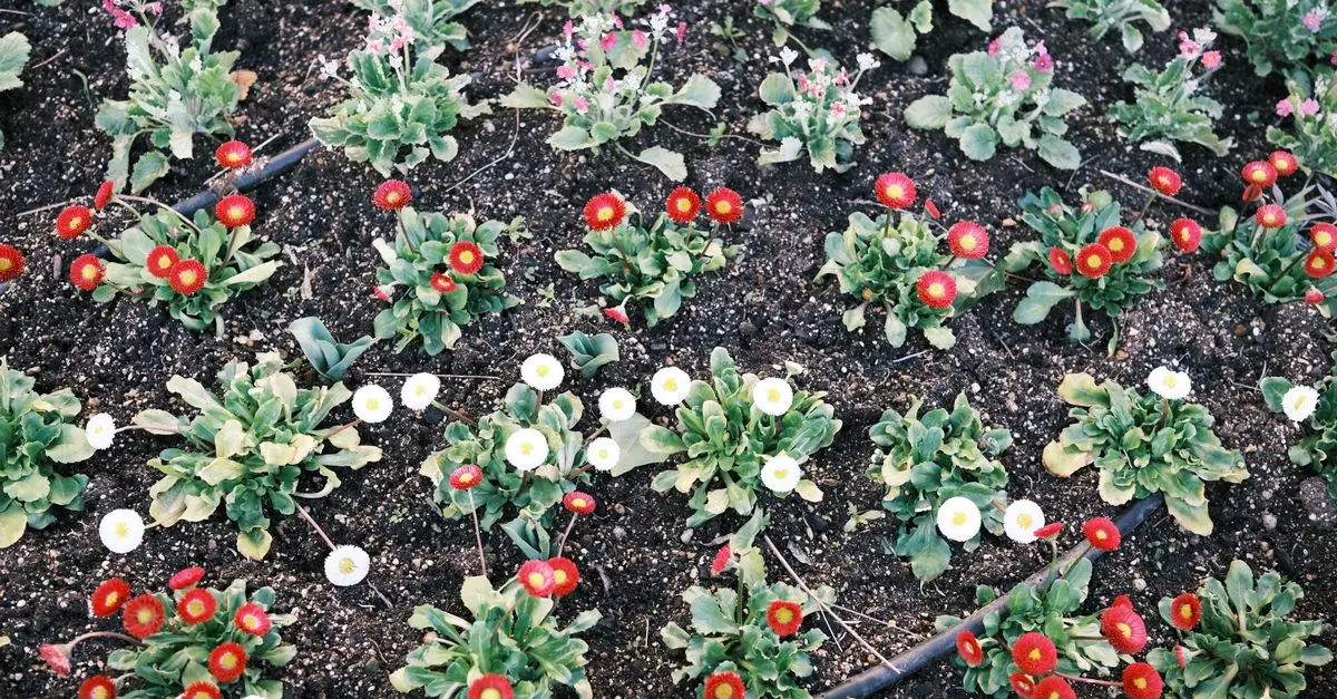 Comment Créer un Jardin Écologique et Durable