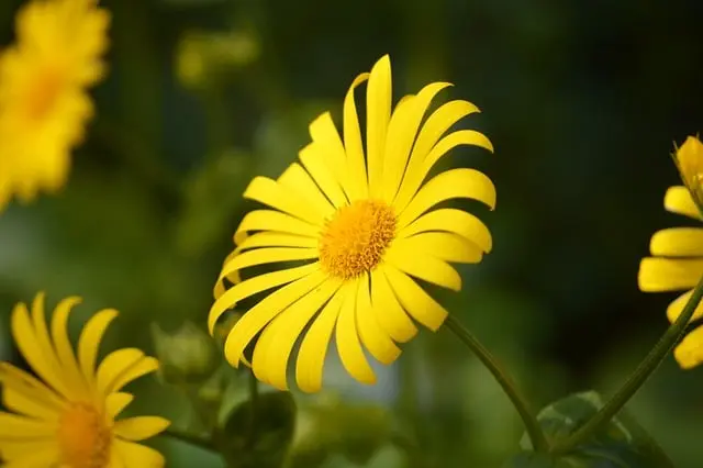 Cómo cultivar flores silvestres en tu jardín: guía práctica