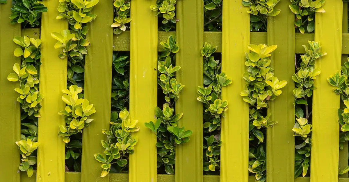 Comment créer un jardin potager épanouissant : guide pratique