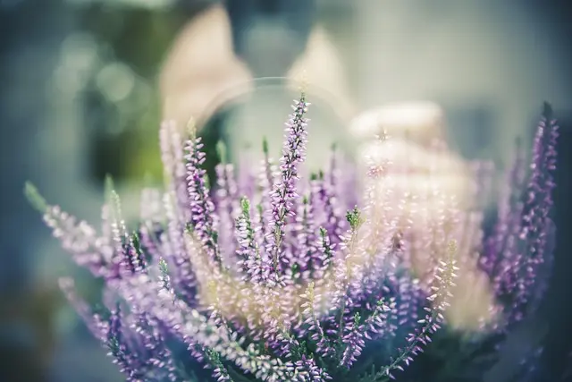 Cómo usar plantas aromáticas para enriquecer tu jardín