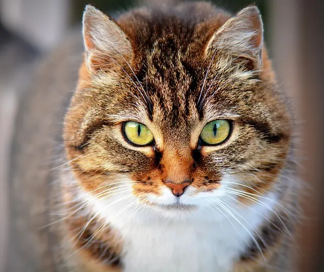 Top 10 Tips for Creating a Safe Home for Your Pets