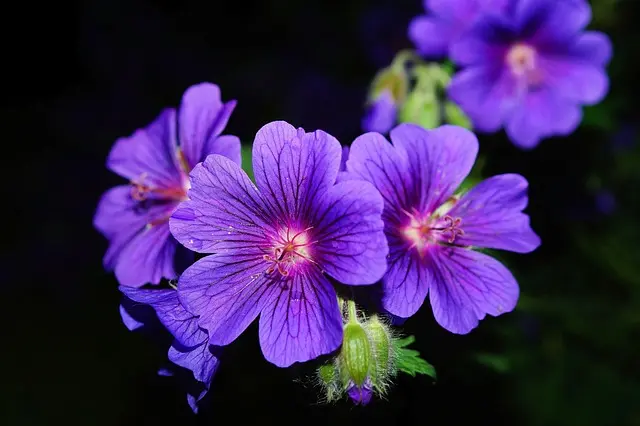 10 plantas ideales para un jardín fácil de mantener