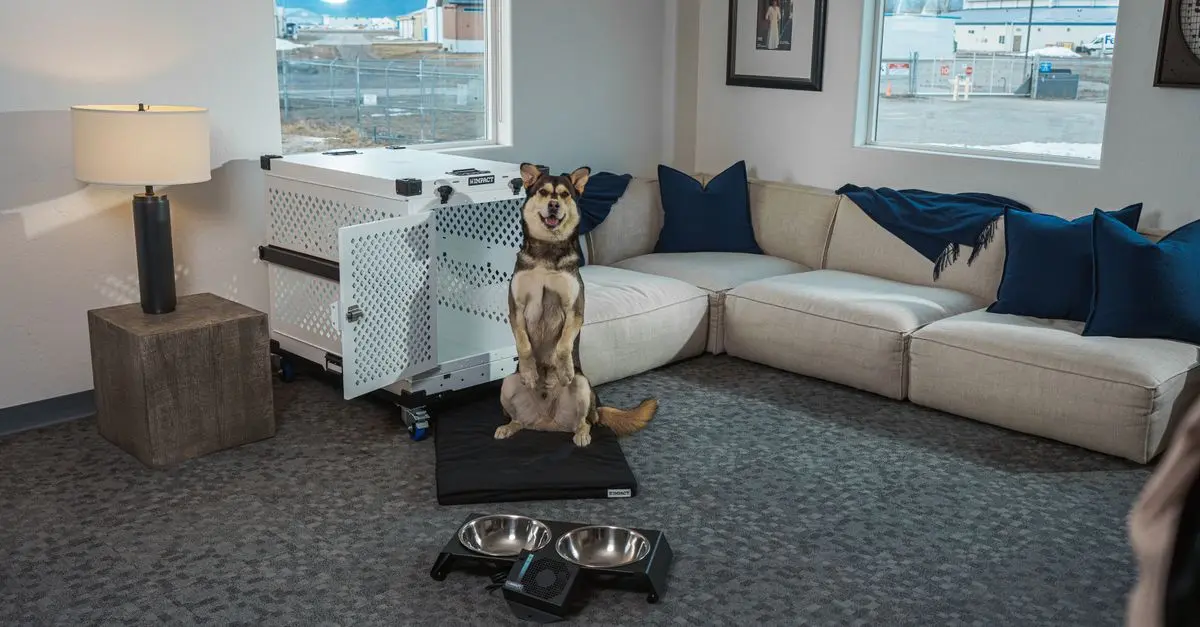 10 Essential Tips for a Pet-Friendly Home Environment
