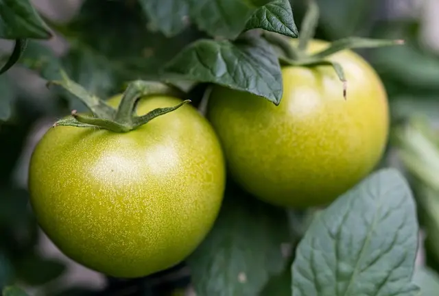 5 Astuces pour Optimiser Votre Plan d'Alimentation Saine