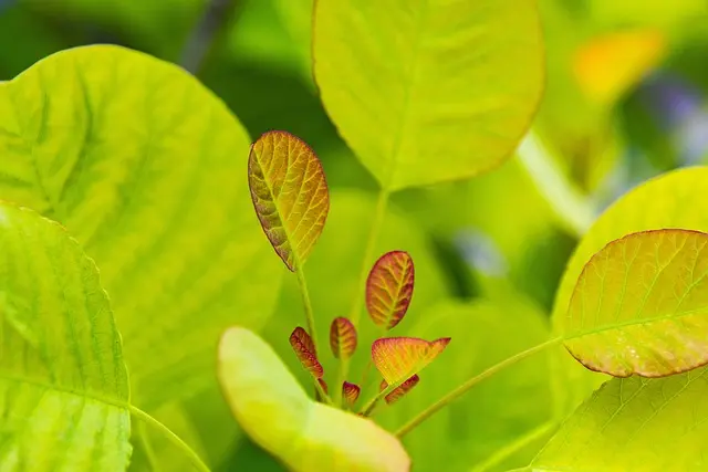 10 Techniques Incontournables pour Optimiser Votre Jardin Potager