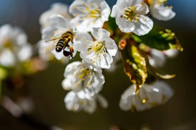 Comment utiliser le miel naturel pour votre santé et beauté