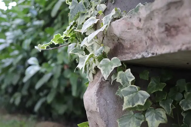 Comment réussir votre projet DIY de jardin vertical