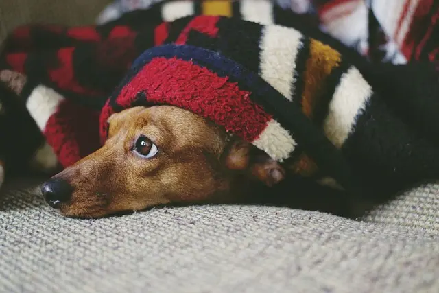 10 conseils pour améliorer la qualité de vie de votre animal vieux