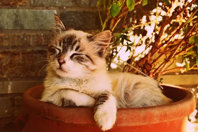 10 Essential Features to Consider for a Pet Zone