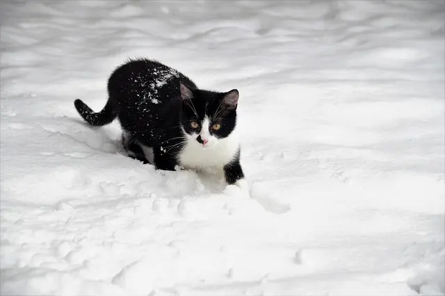 Top 10 Common Health Issues in Pets and How to Prevent Them