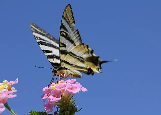 Comment construire un refuge pour la faune dans votre jardin