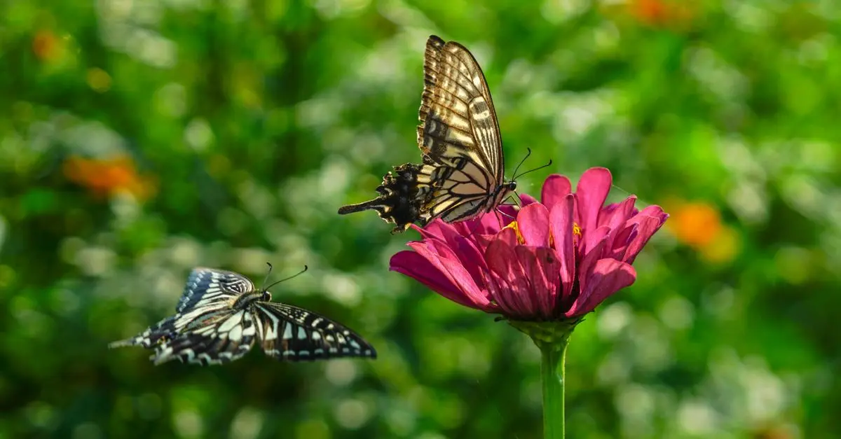 Comment réduire les pesticides dans votre jardin bio