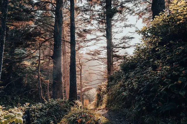 Les Bienfaits de la Nature pour Améliorer Votre Relaxation