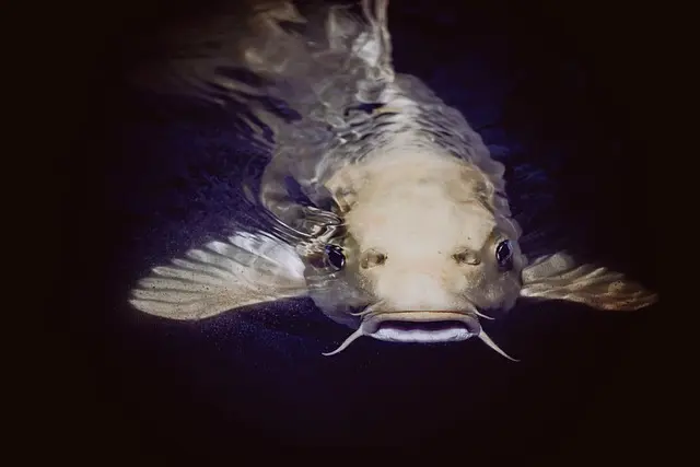 Les poissons d'eau douce les plus étranges : curiosités à découvrir