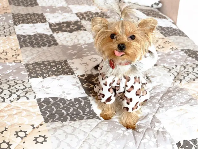 Understanding Your Pet's Body Language: Key Signals to Watch For