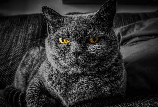 Common Cat Care Mistakes: Avoid Pitfalls