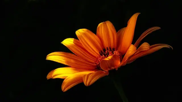 Cómo Elegir el Jardín Perfecto para Tu Espacio Exterior