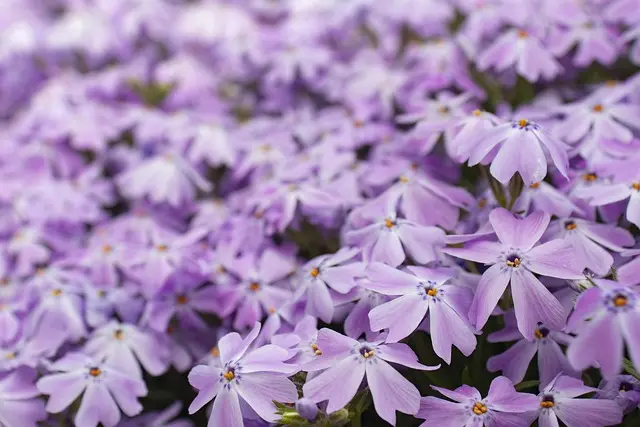 Les meilleures astuces pour réussir un jardin printanier