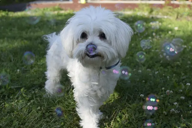 10 Tips for Creating a Thriving Pet Community at Home