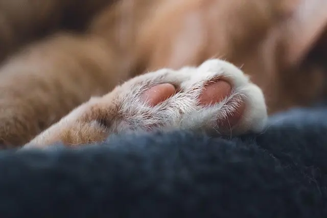 10 conseils pour apaiser le stress chez les animaux âgés