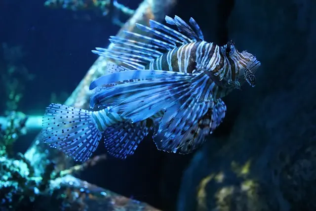 Les poissons les plus étonnants du monde à découvrir