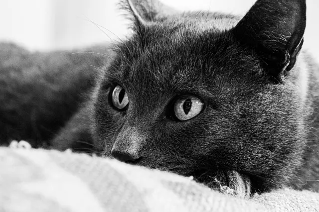 Les tendances des soins pour animaux seniors en 2026